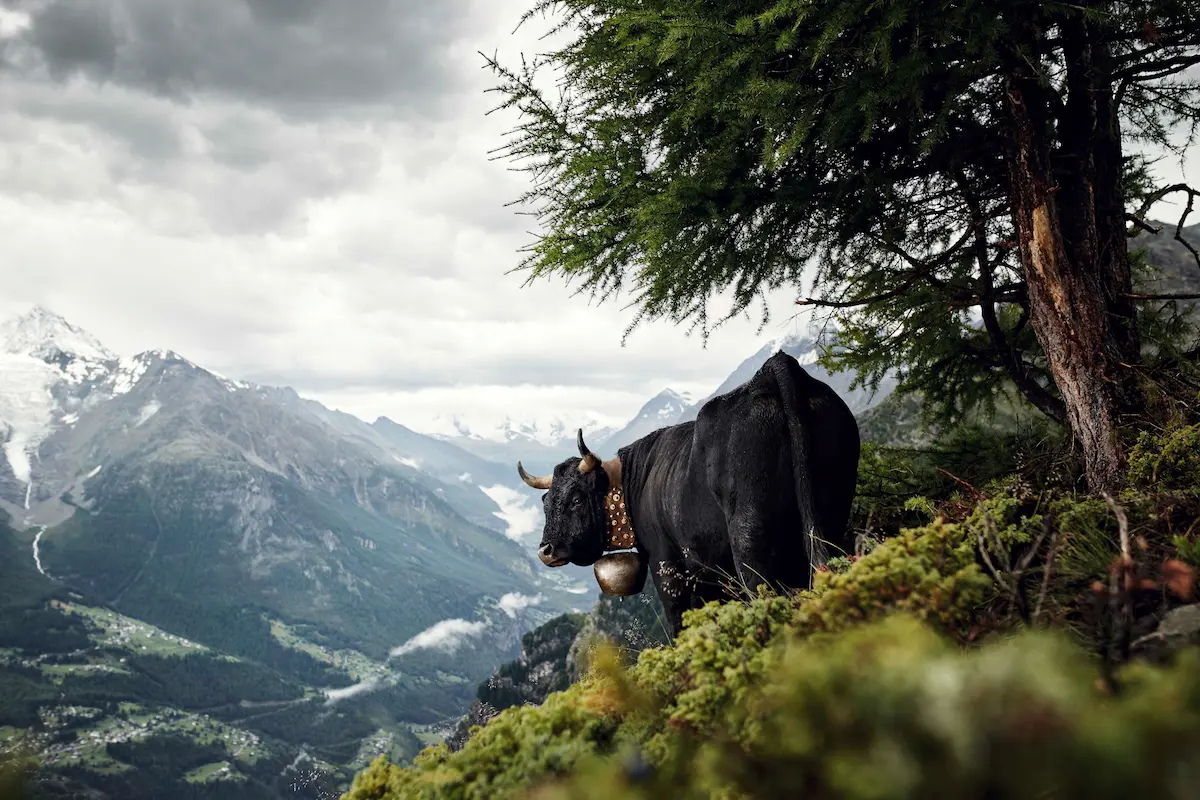 Faszinierend und erhaltenswert: Die Vielfalt alpiner Rinderrassen