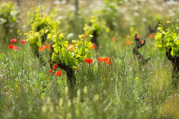 PIWI-Sorten als Chance für den Weinbau der Zukunft