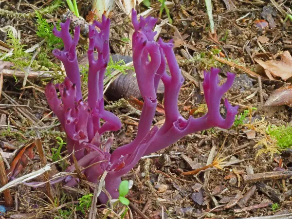 Pilz des Jahres 2025:  Amethystfarbene Wiesenkoralle (Clavaria Zollingeri)