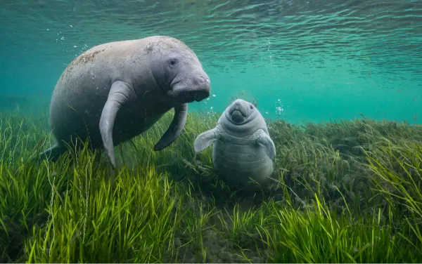 Ausstellung „Wildlife Photographer of the Year“