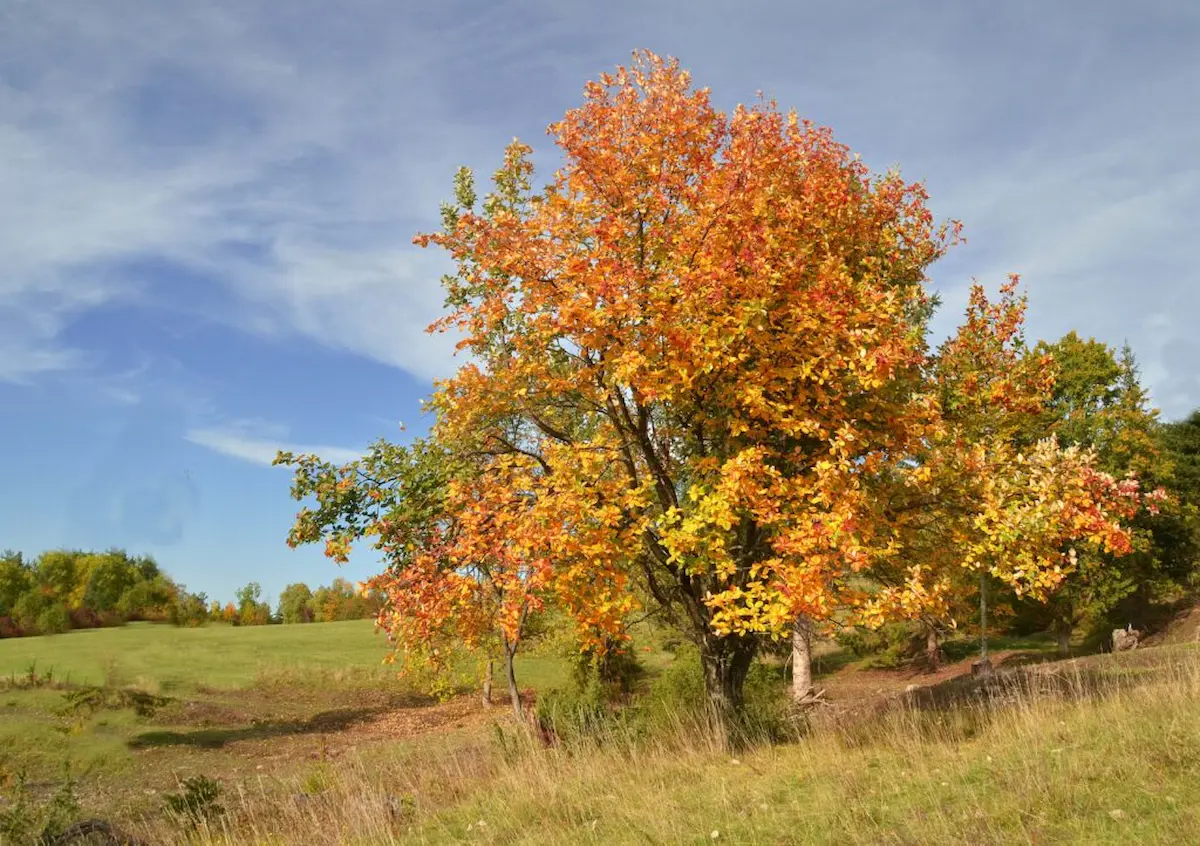 The tree of the year: the real rowan