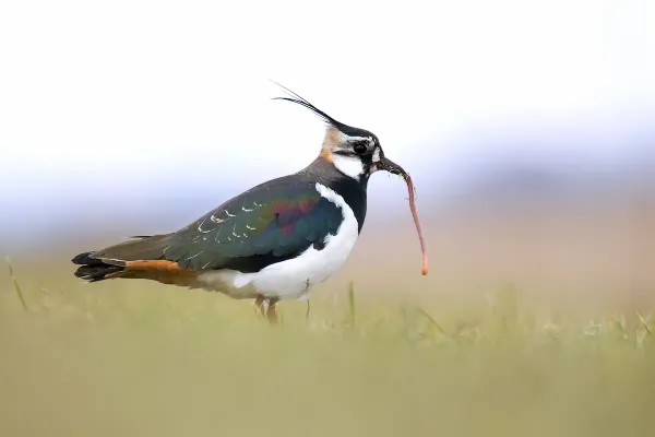 Bird of the year: The lapwing