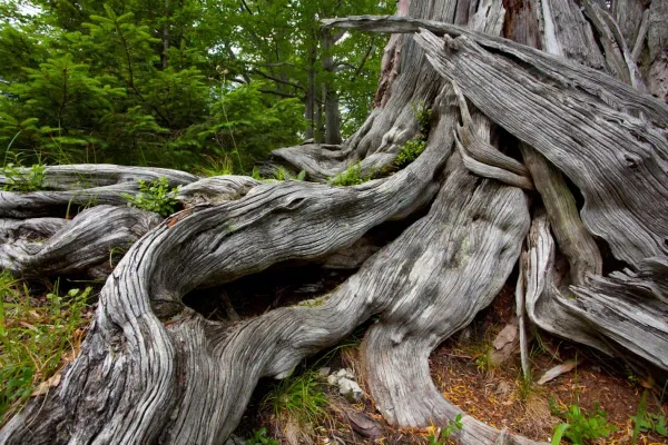 Dürrenstein-Lassingtal wilderness area - the last primeval forest in the Alps