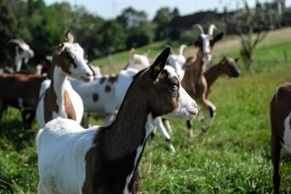 Biodiversity in gardens and pastures in Thermen- & Vulkanland