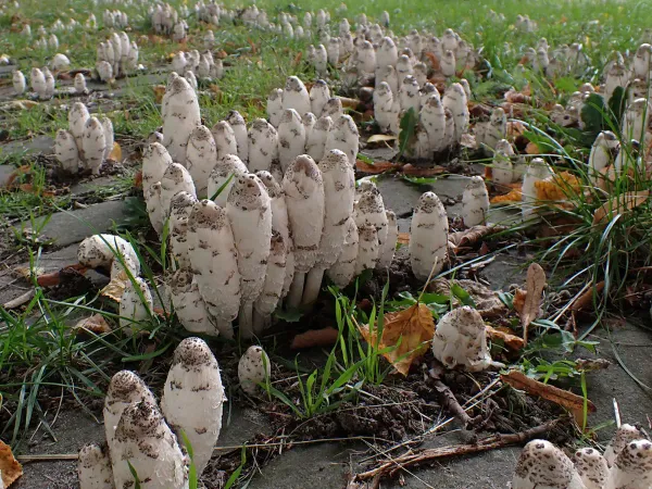 Mushroom of the year: the crested toadstool