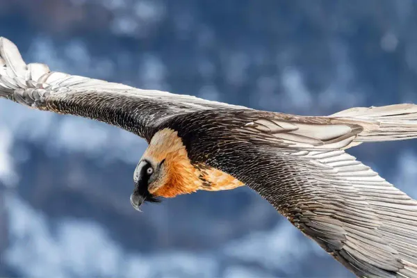 News from the bearded vulture